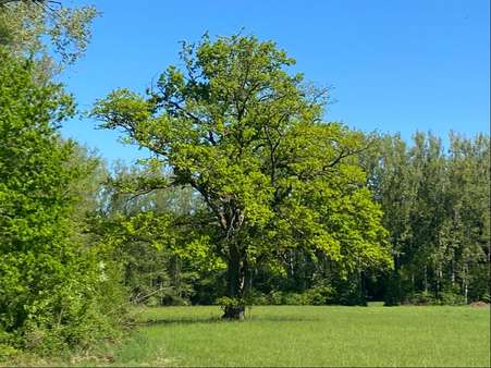 prachtvolle Solitäreiche auf dem Nachbargrundstück - Grundstück in 82211 Herrsching mit 1581m² kaufen