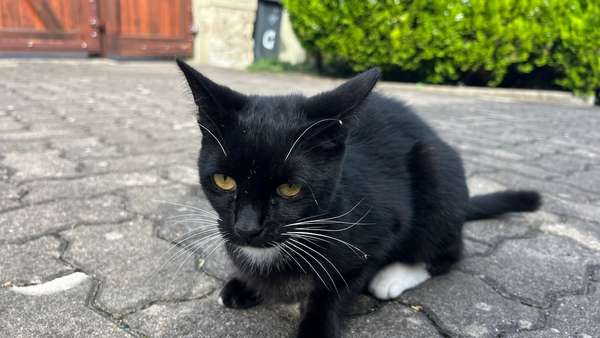 ich freue mich auf euch ich freue mich auf euch - Einfamilienhaus in 06688 Weißenfels mit 105m² kaufen