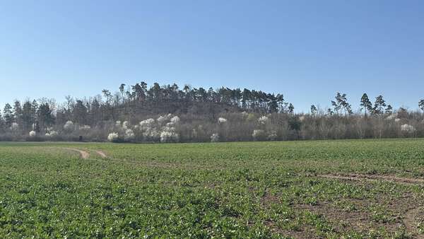 Außenansicht - Grundstück in 06484 Quedlinburg mit 115834m² kaufen