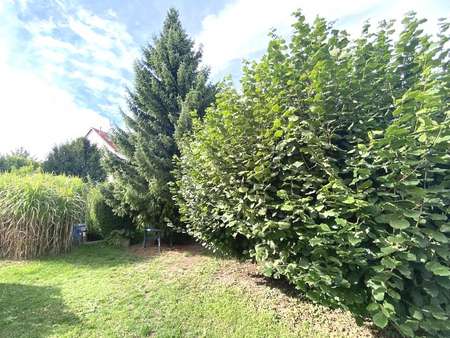 große Haselnusssträucher im Garten große Haselnusssträucher im Garten - Doppelhaushälfte in 07745 Jena mit 80m² kaufen