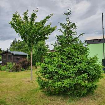 null - Grundstück in 01936 Königsbrück mit 586m² kaufen