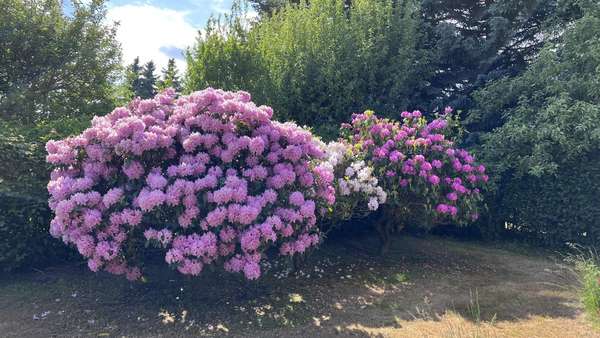 Rhododendren - Grundstück in 08496 Neumark mit 815m² kaufen