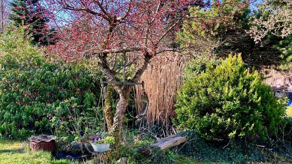 Herrlich angelegter Garten - Einfamilienhaus in 08223 Falkenstein mit 130m² kaufen