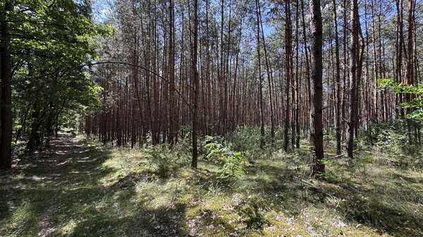 Wald - Grundstück in 15518 Steinhöfel mit 99262m² kaufen