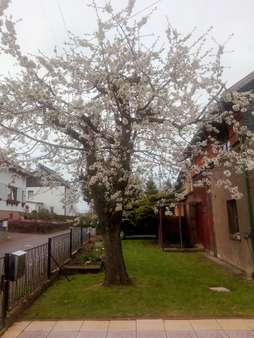 Vorgarten - Einfamilienhaus in 99891 Bad Tabarz mit 120m² kaufen
