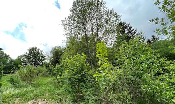 leicht hängiges Grundstück  - Grundstück in 96365 Nordhalben mit 1069m² kaufen