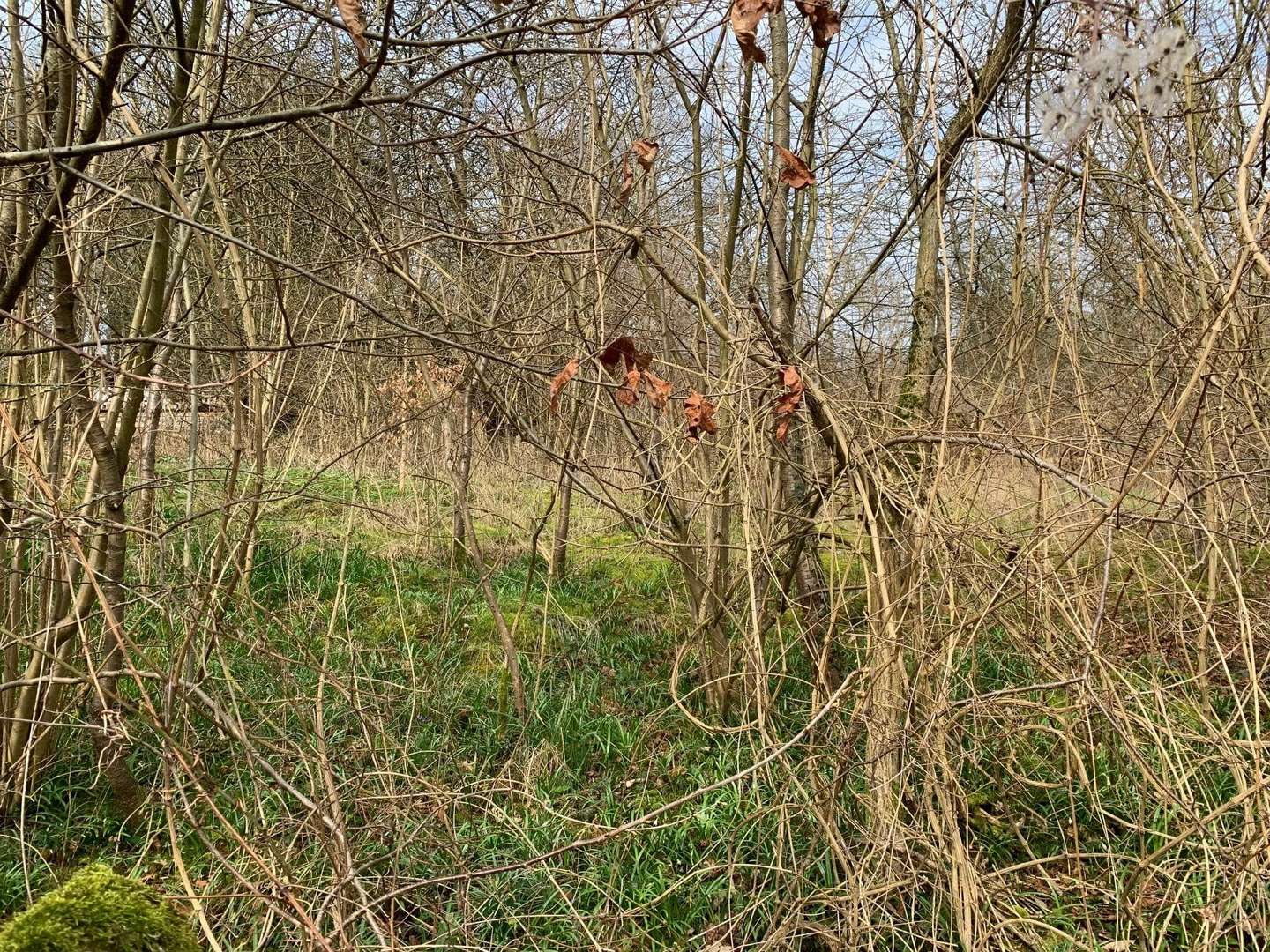1 1 - Grundstück in 37639 Bevern mit 1810m² kaufen