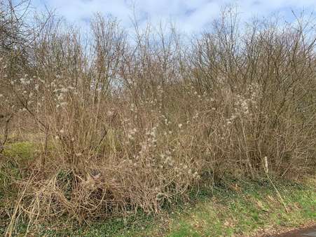 2 2 - Grundstück in 37639 Bevern mit 1810m² kaufen
