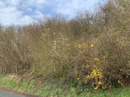 3 3 - Grundstück in 37639 Bevern mit 1810m² kaufen