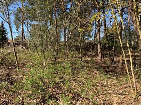 Grundstück in 12559 Berlin mit 700m² kaufen