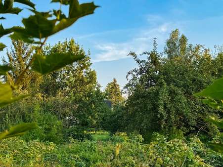 Ein Wohnhaus! Ein Wohnhaus! - Grundstück in 02736 Oppach mit 3251m² kaufen