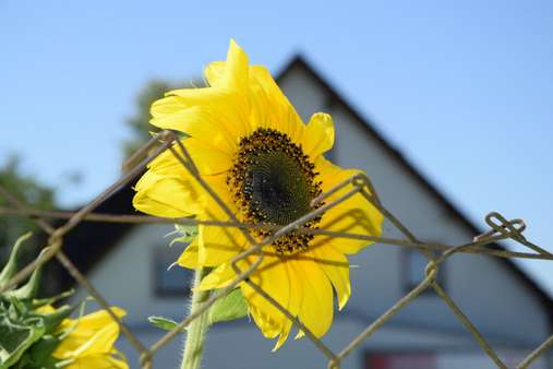 Sonnenblume auf dem Grundstück - Grundstück in 79291 Merdingen mit 1101m² kaufen